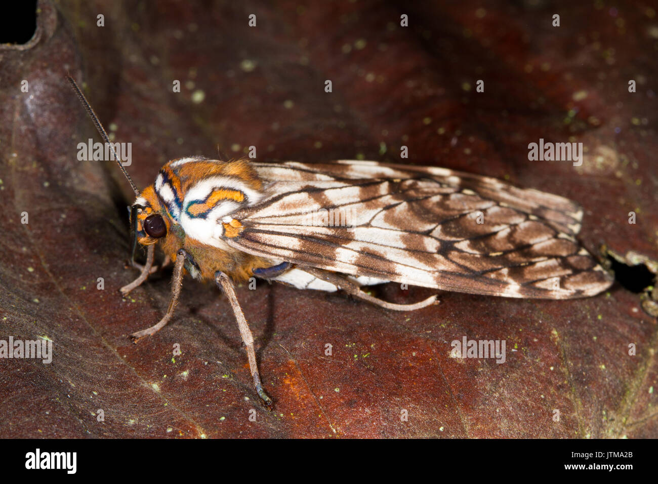 Hemihyalea watkinsii - un sud-américain Tiger Moth Banque D'Images