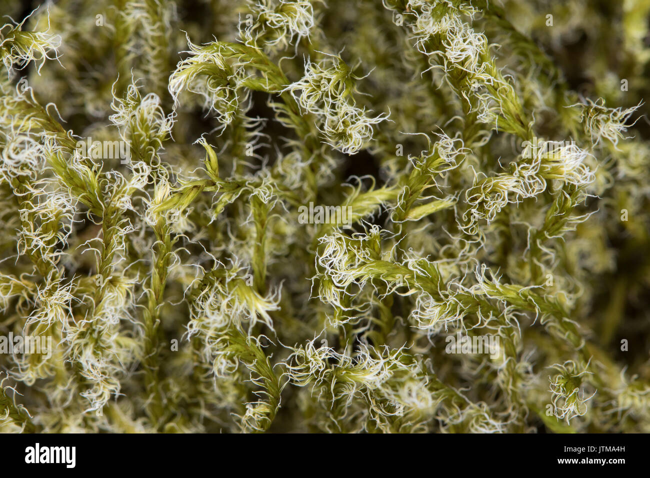 Fringe laineux-moss (Racomitrium lanuginosum) Banque D'Images