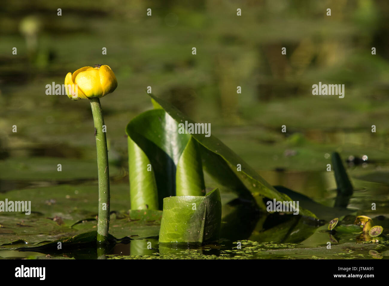 Nénuphar jaune (Nuphar lutea) Banque D'Images