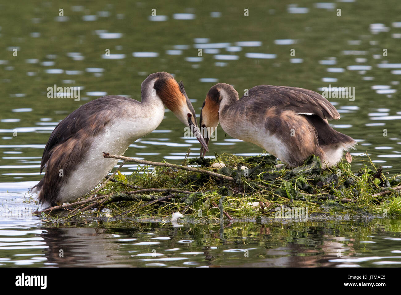 Paire de grands grèbes huppés (Podiceps cristatus) changement de fonctions en incubation Banque D'Images