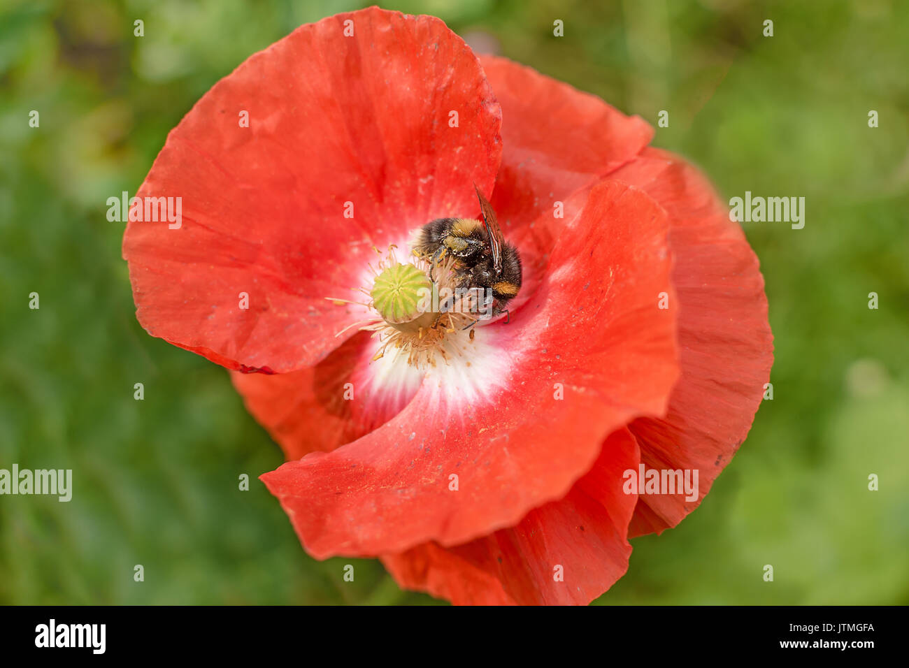 Fleur de pavot d'être pollinisées par un bourdon Banque D'Images
