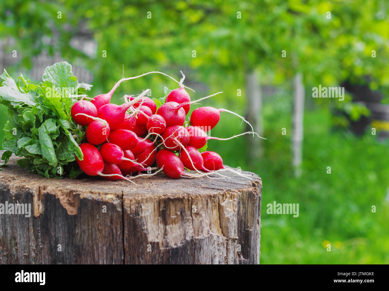 Les radis frais avec deux tops sur un moignon de bois journée ensoleillée Banque D'Images