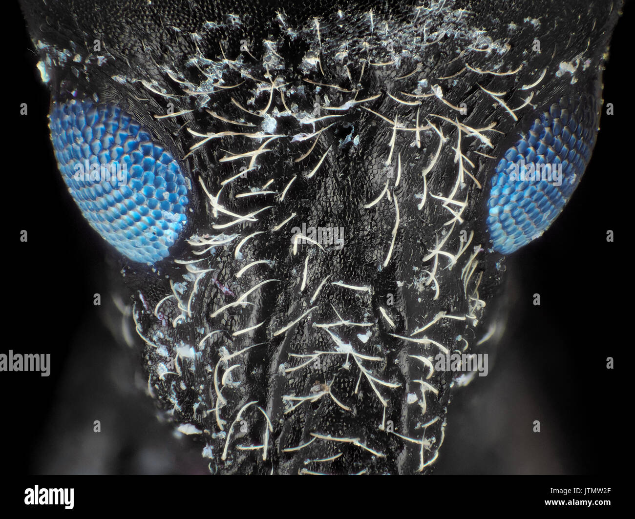 Coléoptère charançon (probablement Larinus carlinae) avec les yeux fluorescent visible, l'ultraviolet + microphotographie, 60x de grossissement lors de l'impression de 10 cm de largeur Banque D'Images