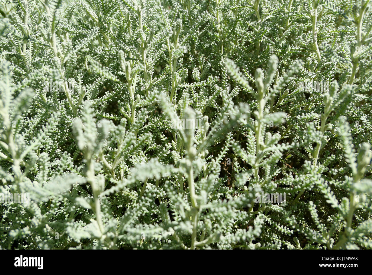 La lavande ou Gris coton (Santoline Santolina chamaecyparissus), plante médicinale, Bavaria, Germany, Europe Banque D'Images