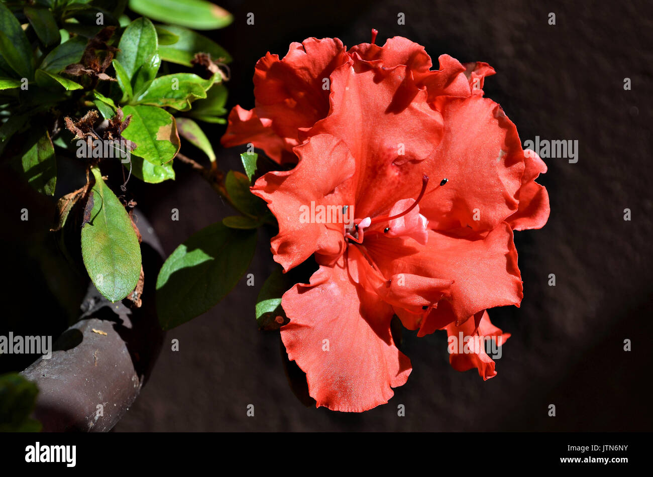 Géraniums rouges. Belles fleurs rouges dans le jardin sur une belle journée ensoleillée en Minas Gerais, Brésil. Banque D'Images