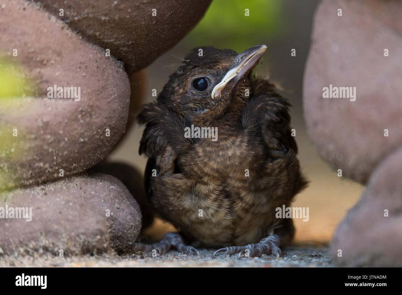 Libre Dun Bébé Merle Noir Turdus Merula Banque Dimages