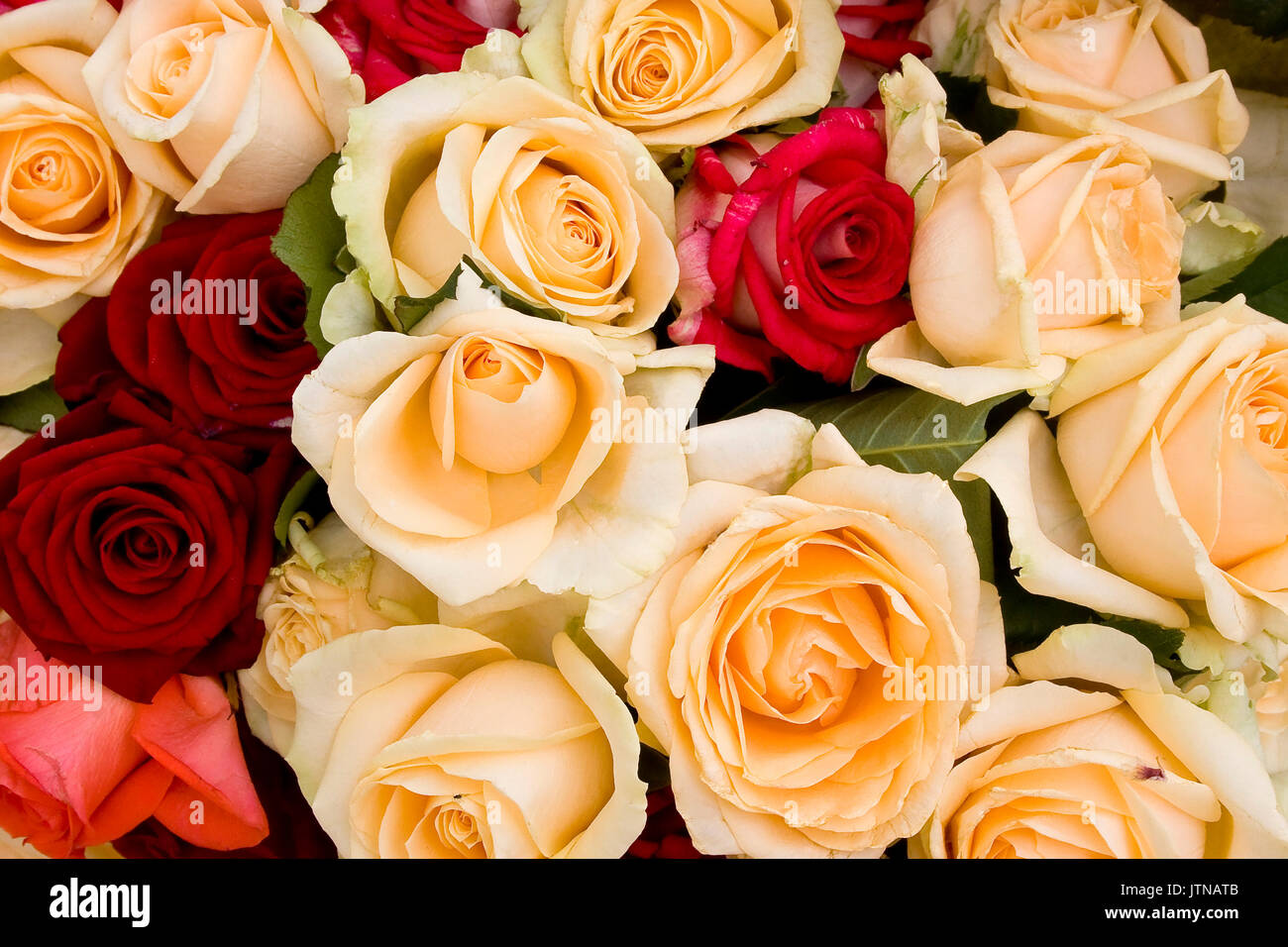 Roses de couleur arrière-plan. Un bouquet de roses colorées close up. Banque D'Images