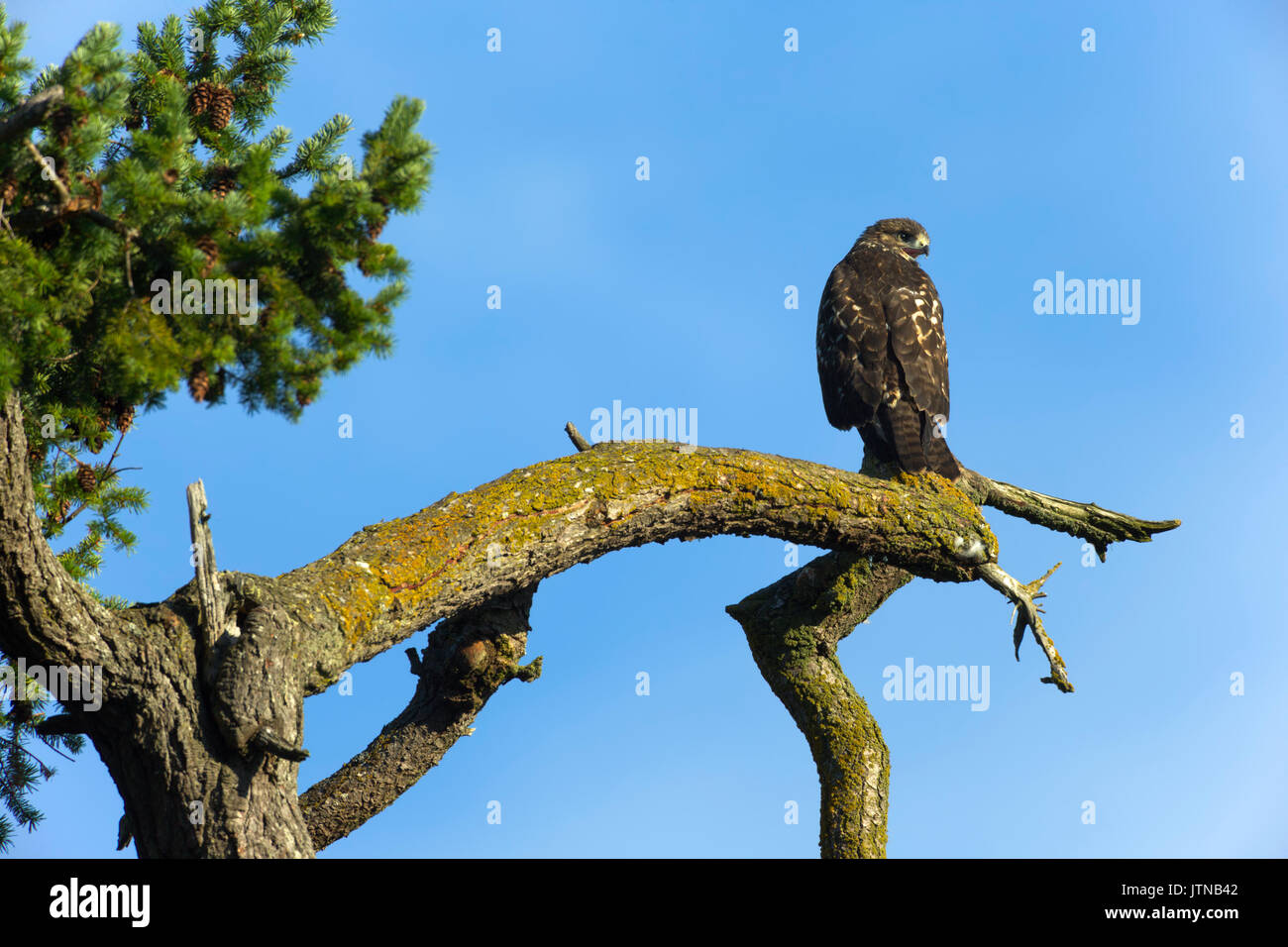 L'audacieuse l'Red-Tailed hawk jeune perché surplombant le Robert's Bay-Sidney, British Columbia, Canada. Banque D'Images