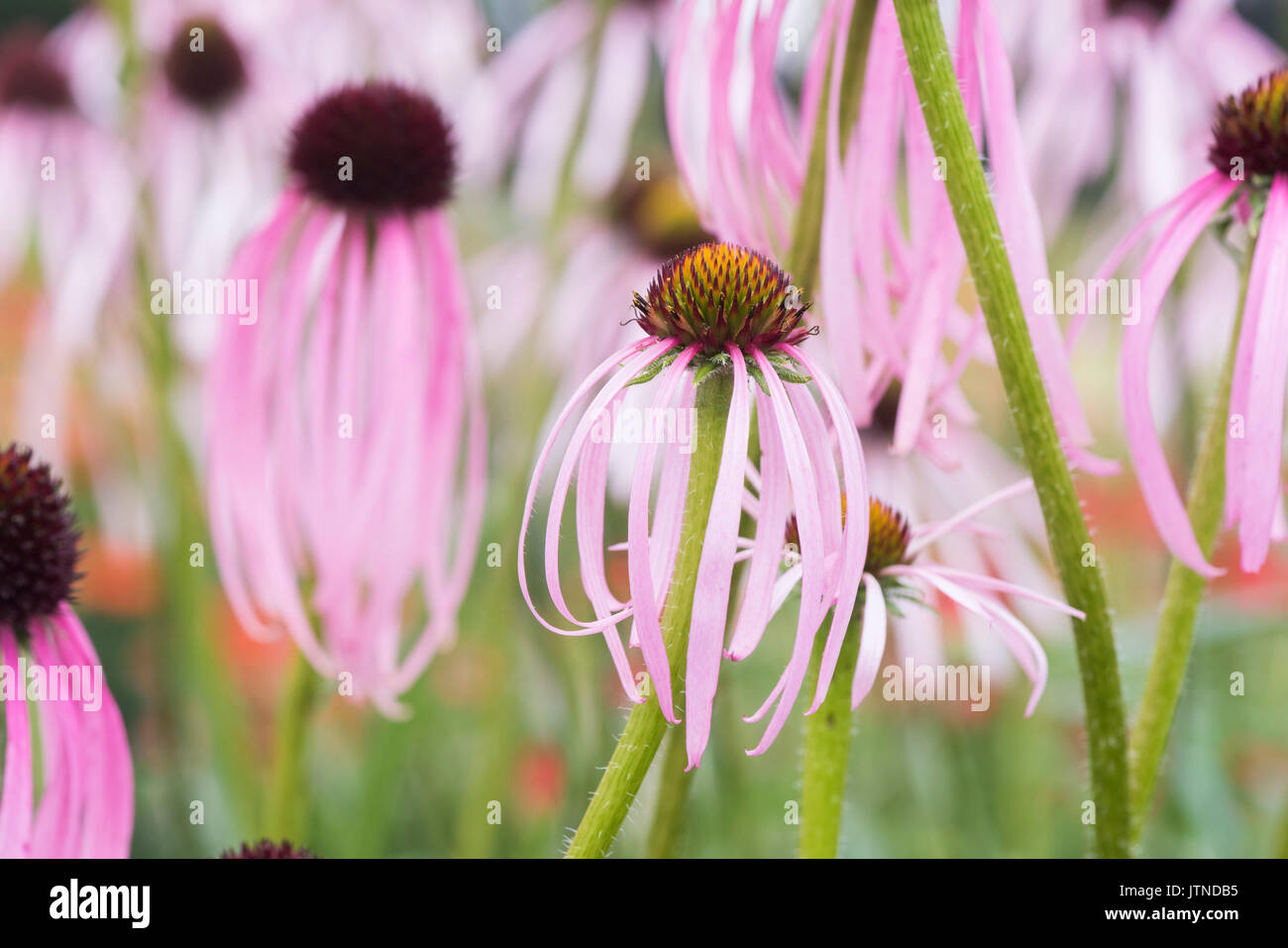 Echinacea simulata. Pourpre clair coneflowers Banque D'Images