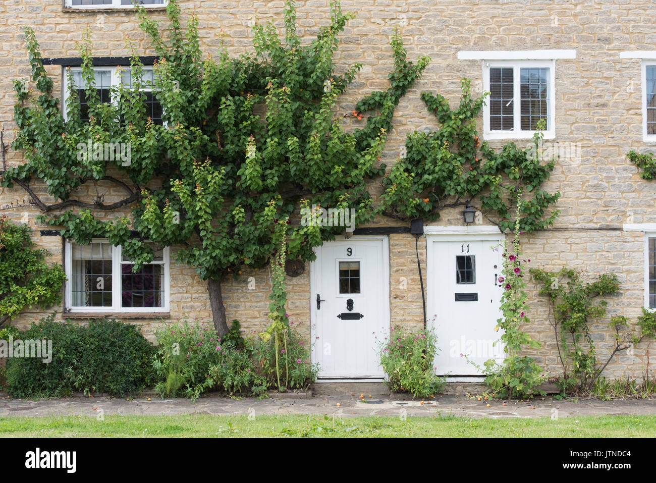 Prunus armeniaca. L'abricot espalier fruité sur un mur en pierre de chalet à Anyho, Northamptonshire, Angleterre. Aynho est connu sous le nom de Apricot Village Banque D'Images