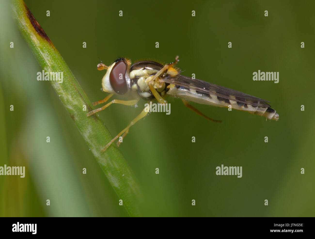 Un hoverfly, Syrphidae, assis sur tige de la plante, l'une de ses jambe est en place. Près de la forêt, village Belogorodka Kievskaya oblast, Ukraine Banque D'Images