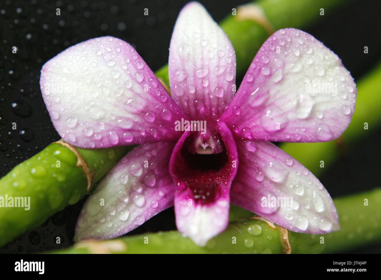 Une orchidée avec gouttes d'eau en mode macro posés sur bambou humide sur fond noir Banque D'Images