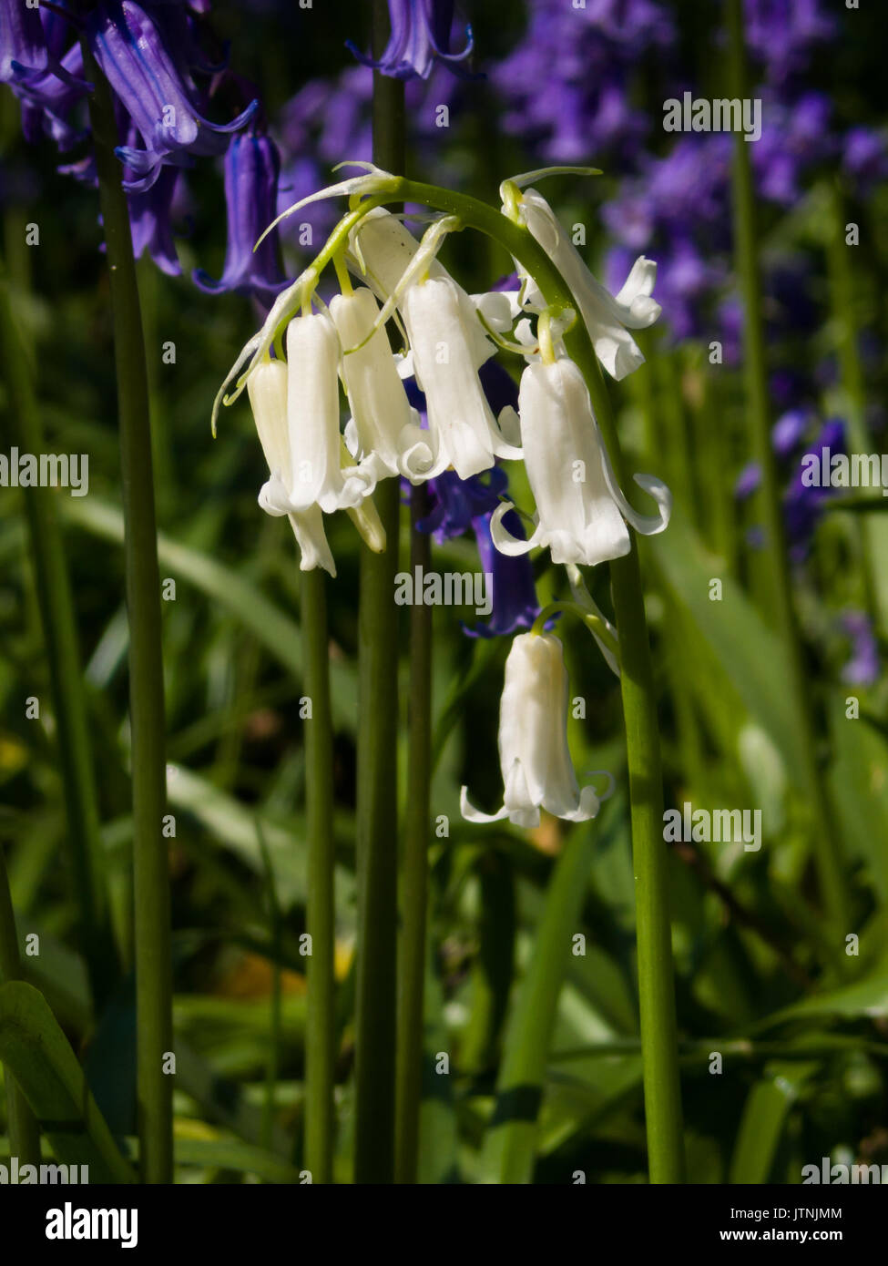 Bluebell albinos blanc rare en anglais woodland Banque D'Images