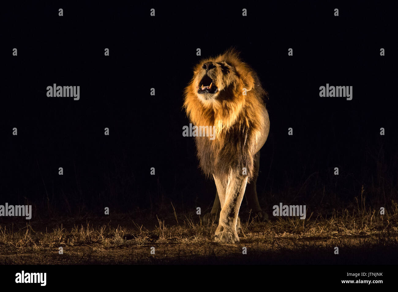 Vue frontale d'un male lion (Panthera leo) roaring la nuit Banque D'Images