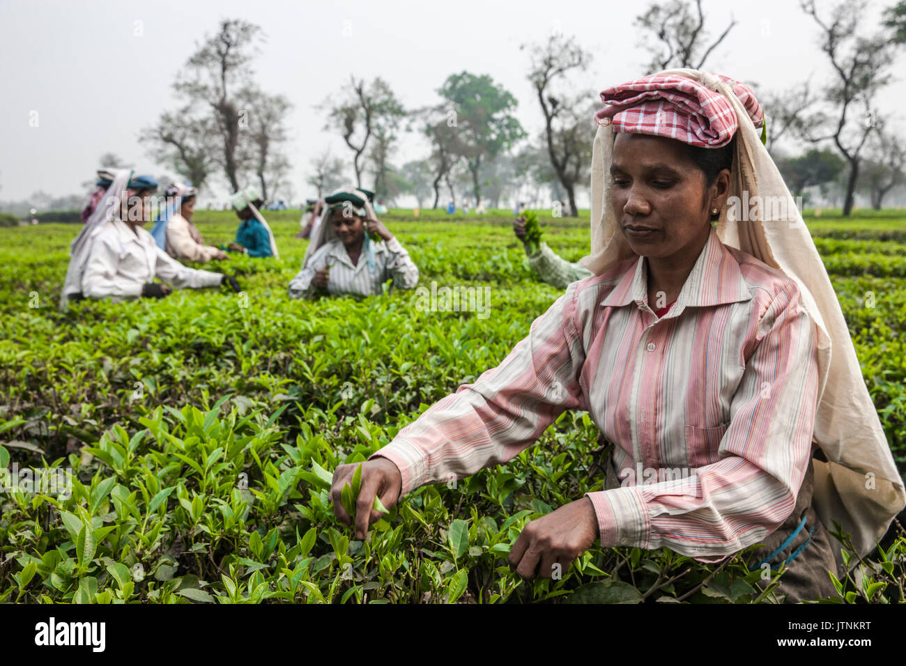 Jardin de thé dans la région de Silliguri. L'Inde. Banque D'Images