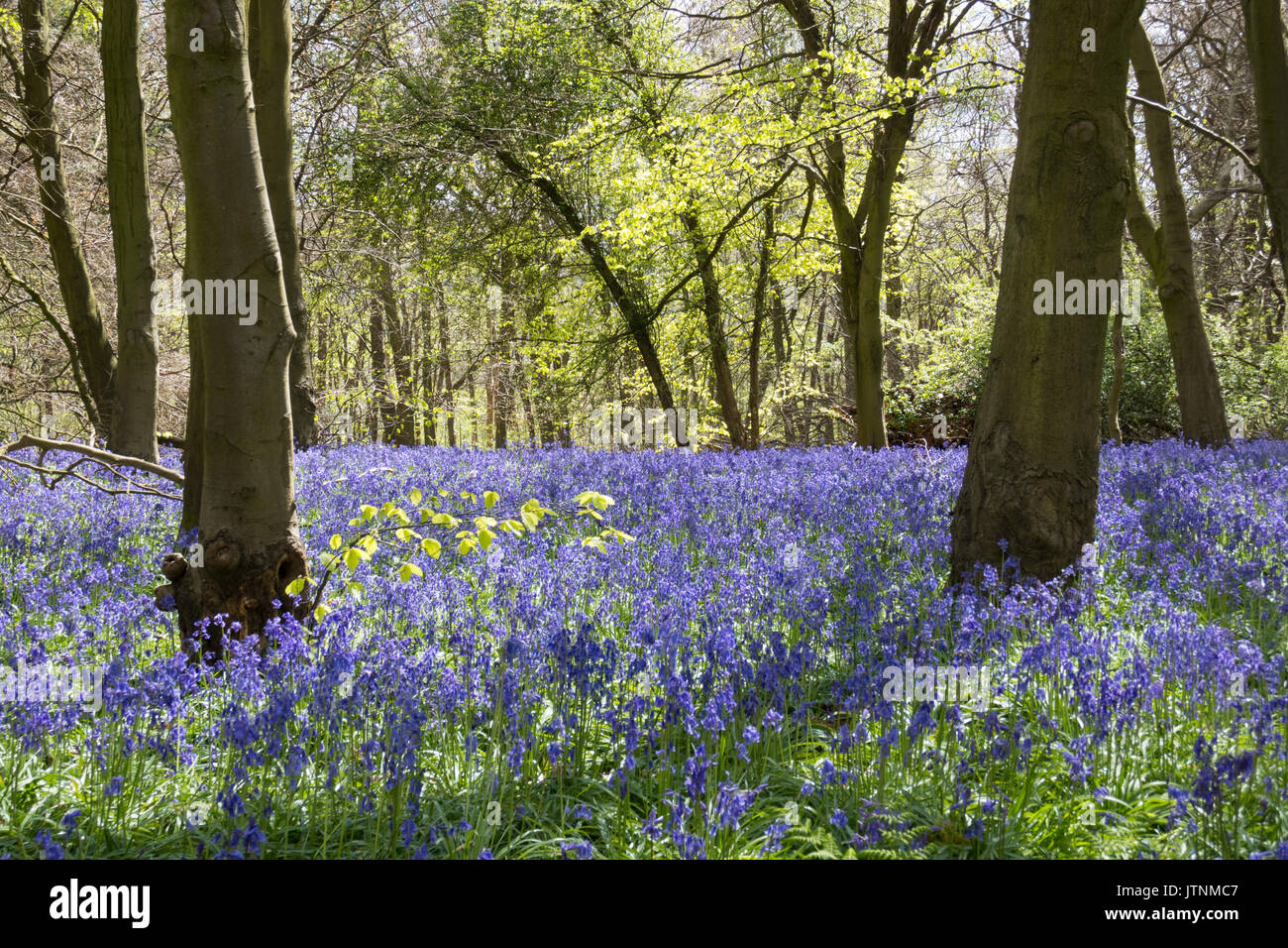 Tapis de jacinthes des bois au printemps Anglais Banque D'Images