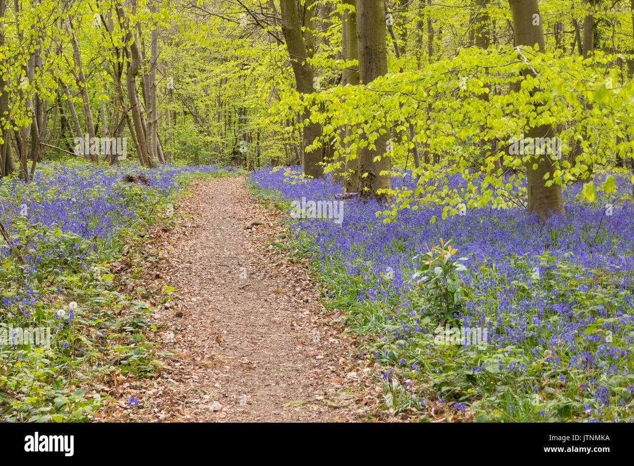 Tapis de jacinthes des bois au printemps Anglais Banque D'Images