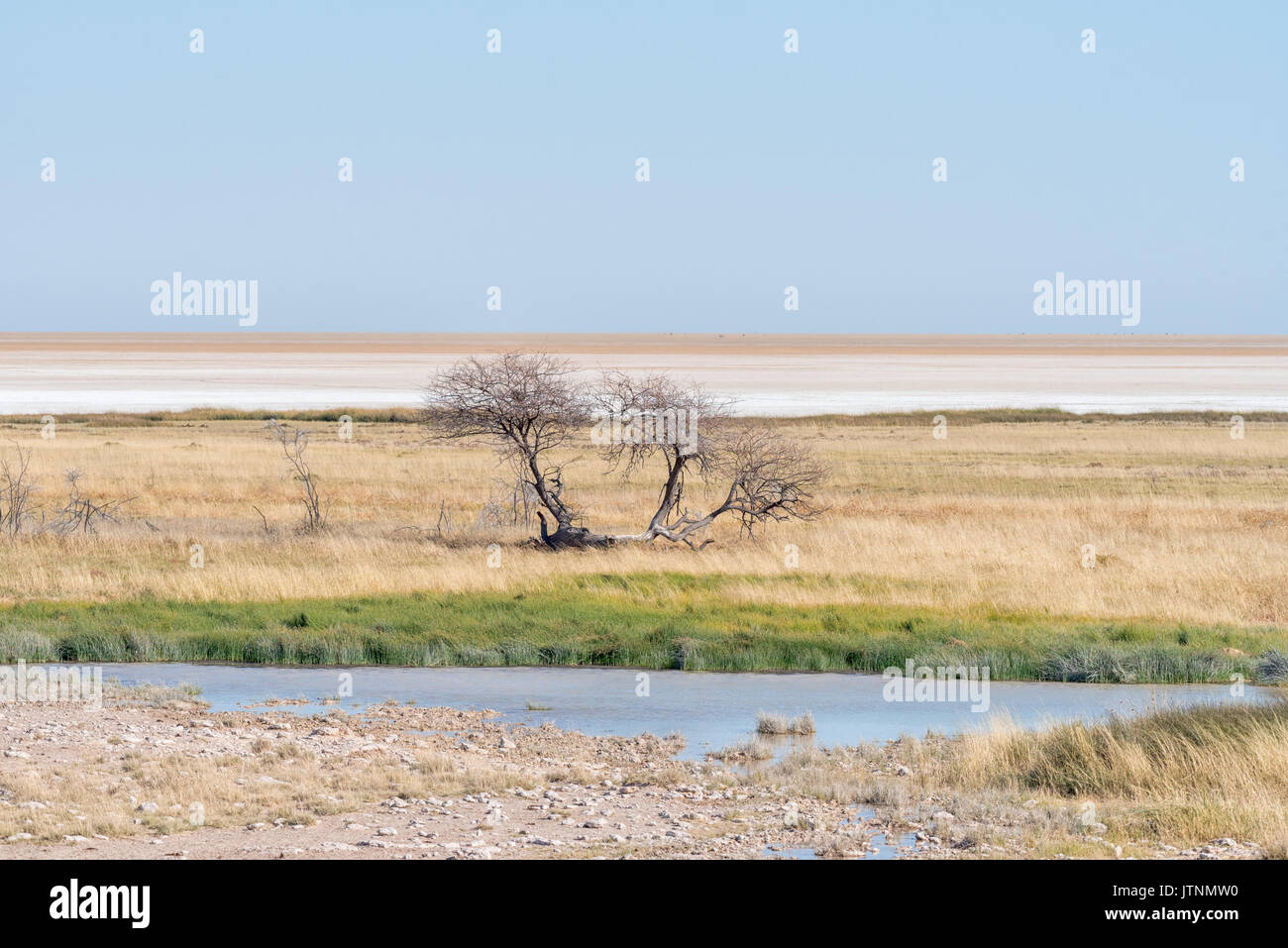 Un étang avec un arbre mort et le Pan d'Etosha, dans le Nord de la Namibie à l'arrière Banque D'Images