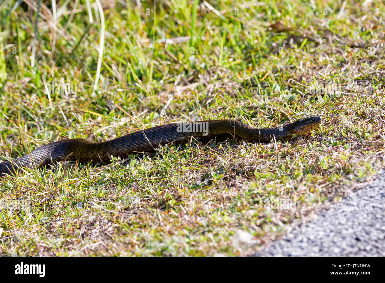 Serpent d'eau baguées en Floride, Shark Valley, Parc National des Everglades, Florida, USA Banque D'Images