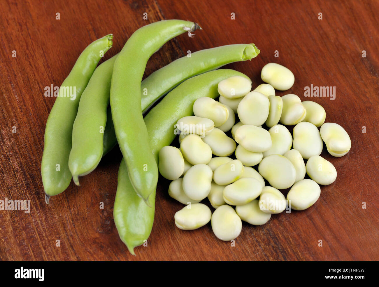 Fèves fraîchement cueillies, variété Witkiem Manita, également connu sous le nom de Vicia faba, féveroles, Fava, Bell, cheval, Windsor, pigeon et tic les haricots. Banque D'Images