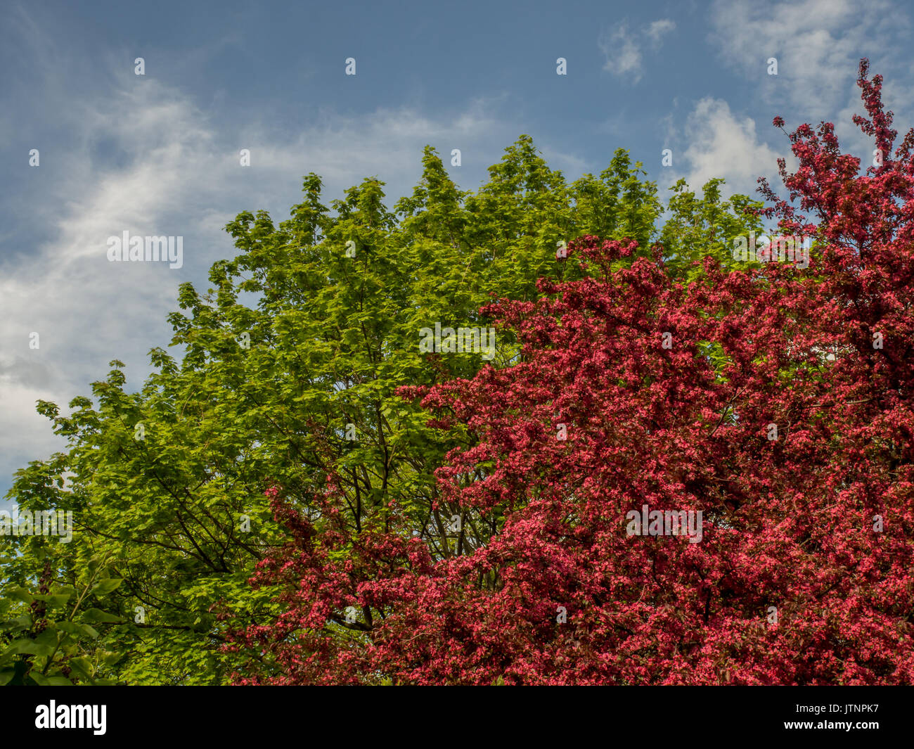 Pommetier et l'ét-thistlein le parc au printemps en Pologne Banque D'Images