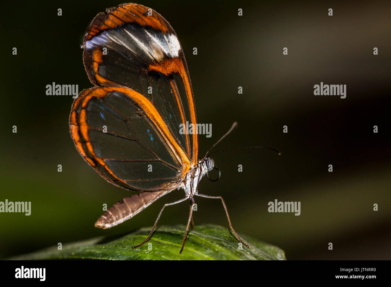 Greta papillon ailes transparentes avec l'Ota Banque D'Images