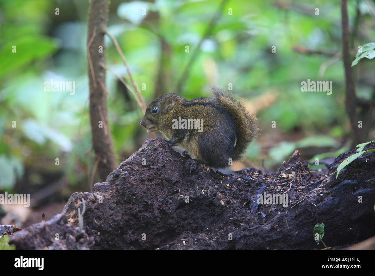 Trois-sol rayé (Pachycephala insignis) du Mt.Kerinci, Sumatra, Indonésie Banque D'Images