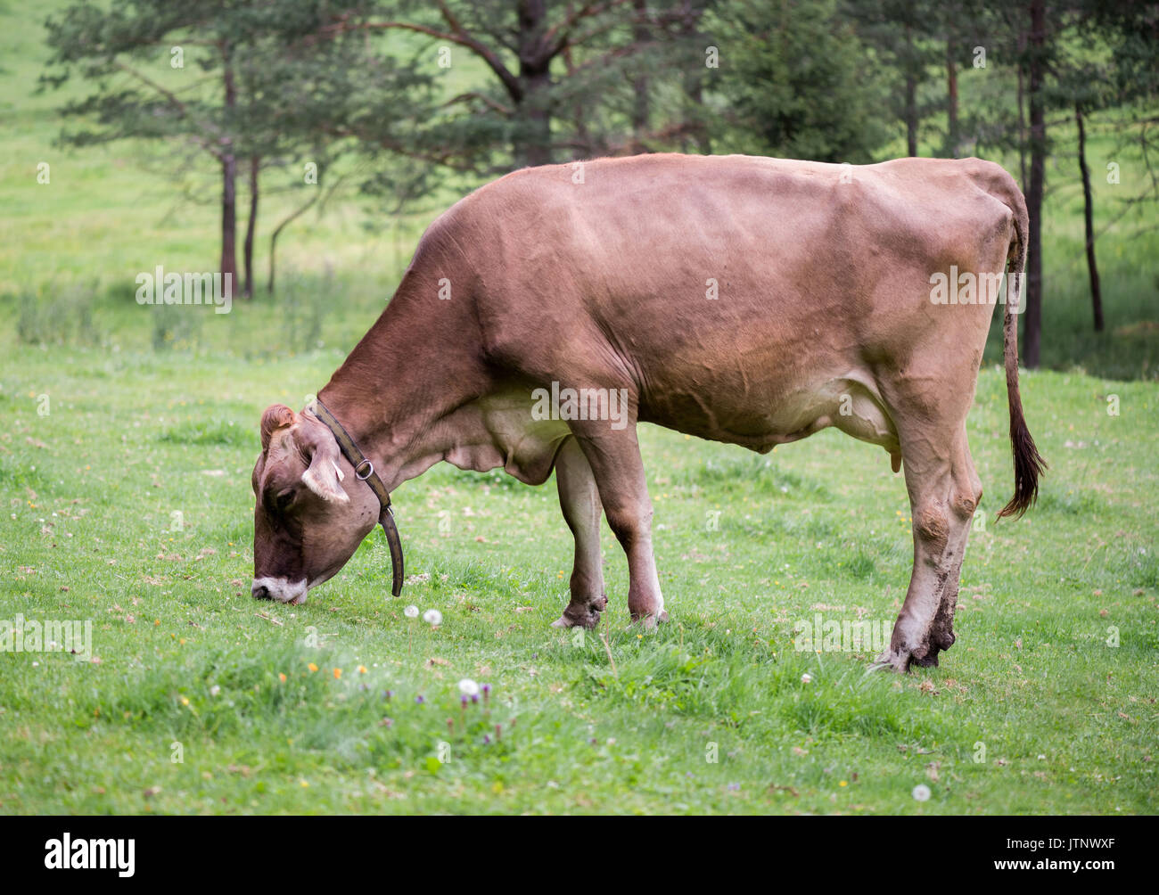 Une vache dans une prairie alpine est de manger de l'herbe. Banque D'Images