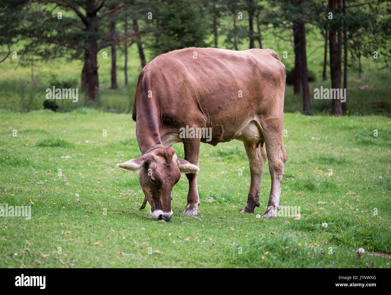 Une vache dans une prairie alpine est de manger de l'herbe. Banque D'Images