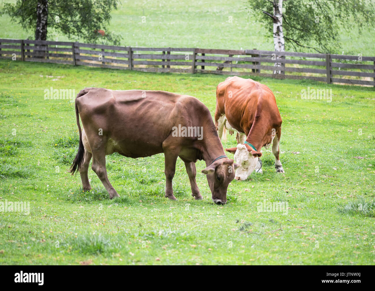 Les vaches dans le pré alpin mangent de l'herbe. Banque D'Images