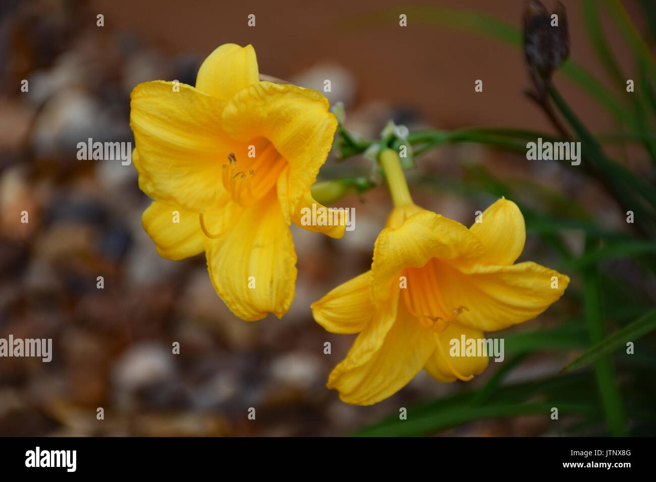 Hémérocalle Stella De Oro Banque D'Images