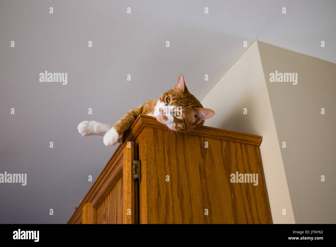 Chat Posant Sur Le Haut De L Armoire Photo Stock Alamy