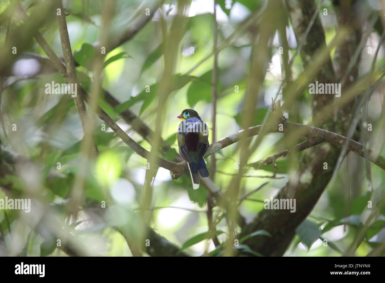 Trogon à Sumatra (Apalharpactes mackloti) à Sumatra, Indonésie Banque D'Images