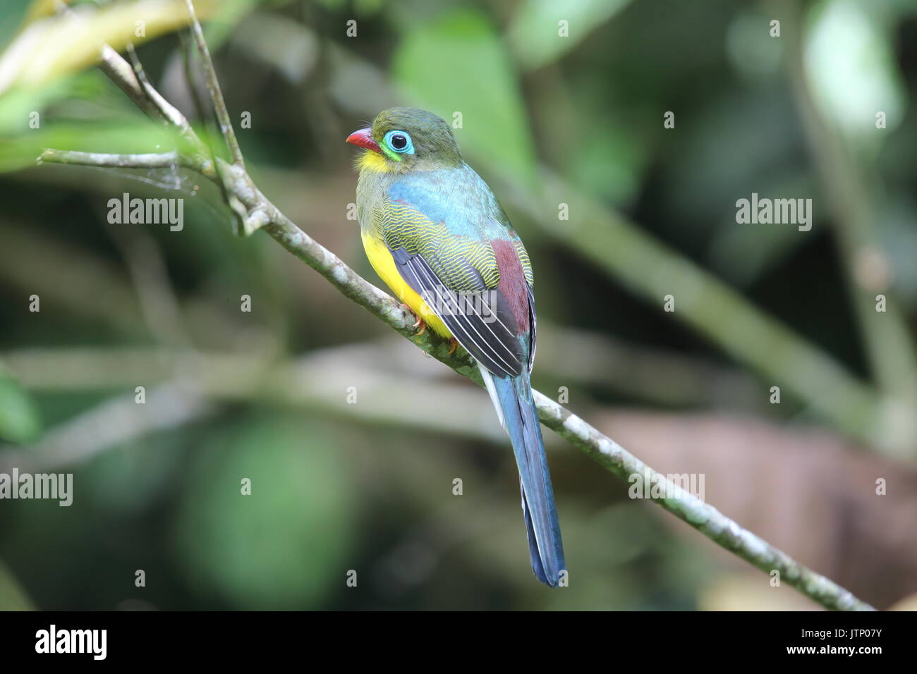 Trogon à Sumatra (Apalharpactes mackloti) à Sumatra, Indonésie Banque D'Images