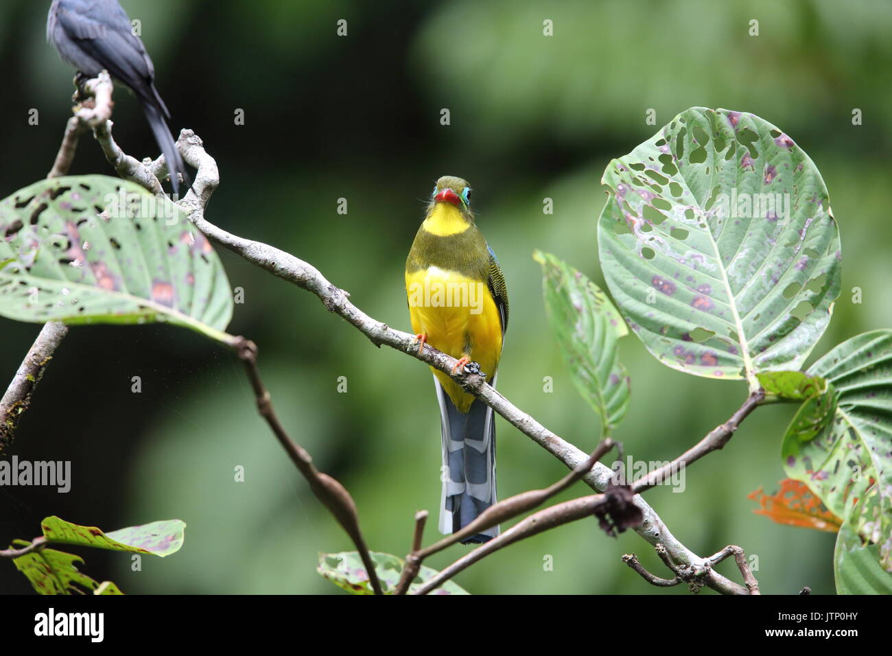 Trogon à Sumatra (Apalharpactes mackloti) à Sumatra, Indonésie Banque D'Images