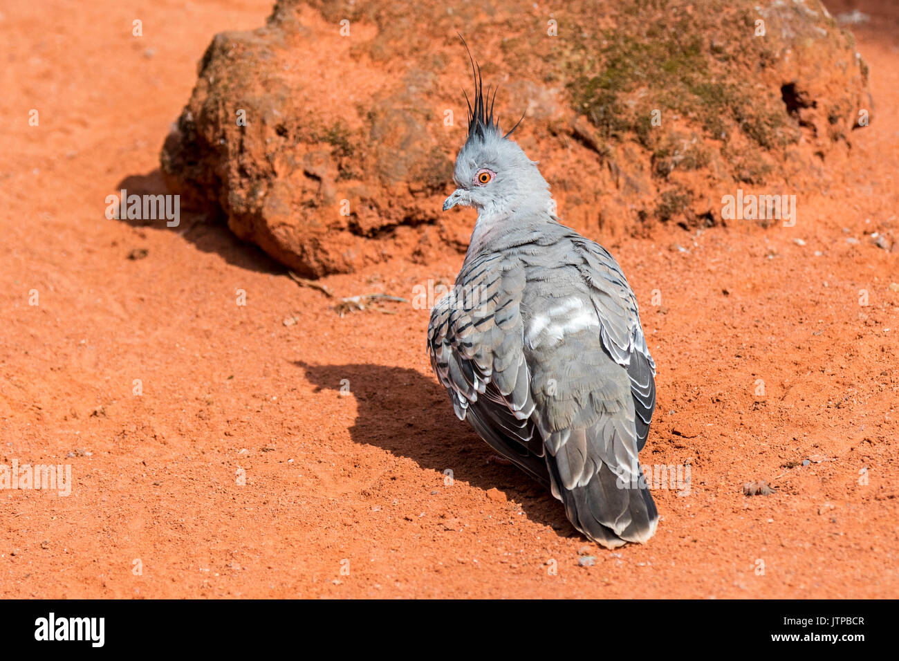 (Ocyphaps lophotes Crested pigeon) originaire de l'Australie Banque D'Images
