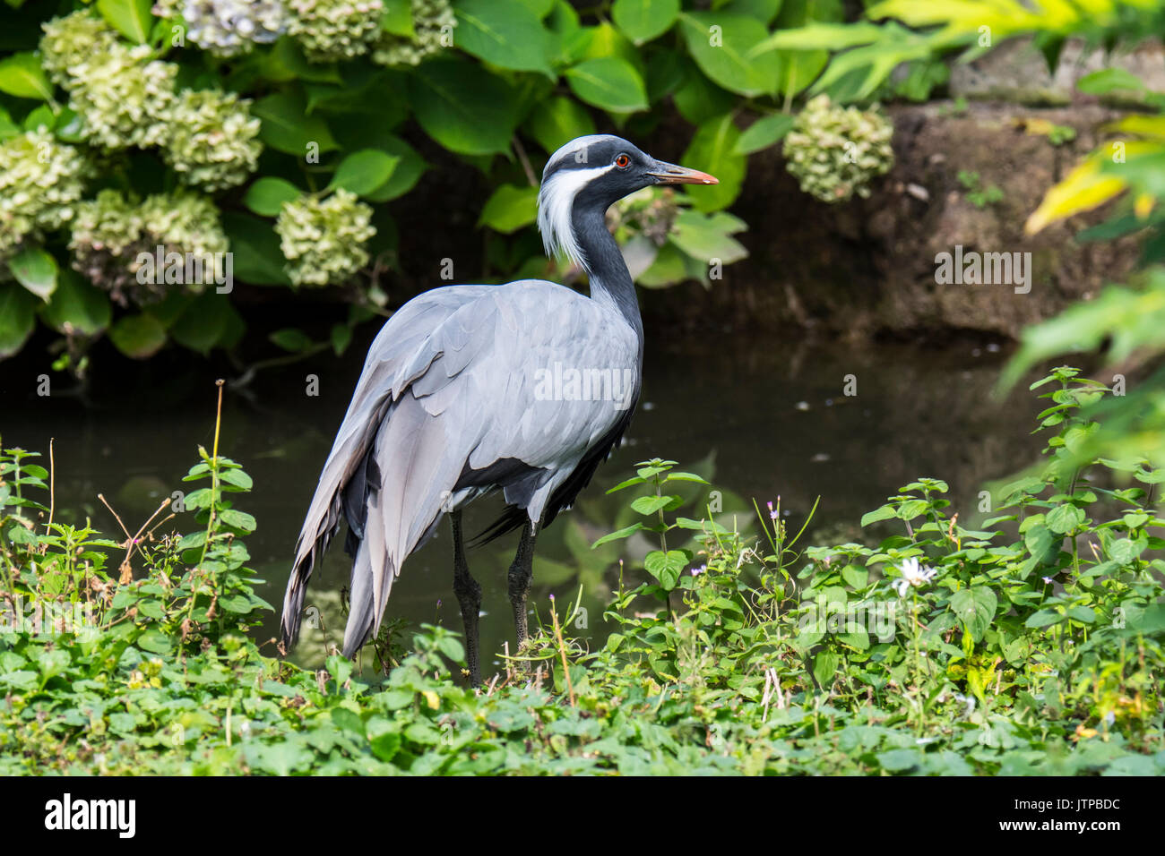 Grue demoiselle (Grus virgo) plus petite espèce de grue, originaire de l'Eurasie centrale, allant de la mer Noire jusqu'à la Mongolie et le nord-est de la Chine Banque D'Images