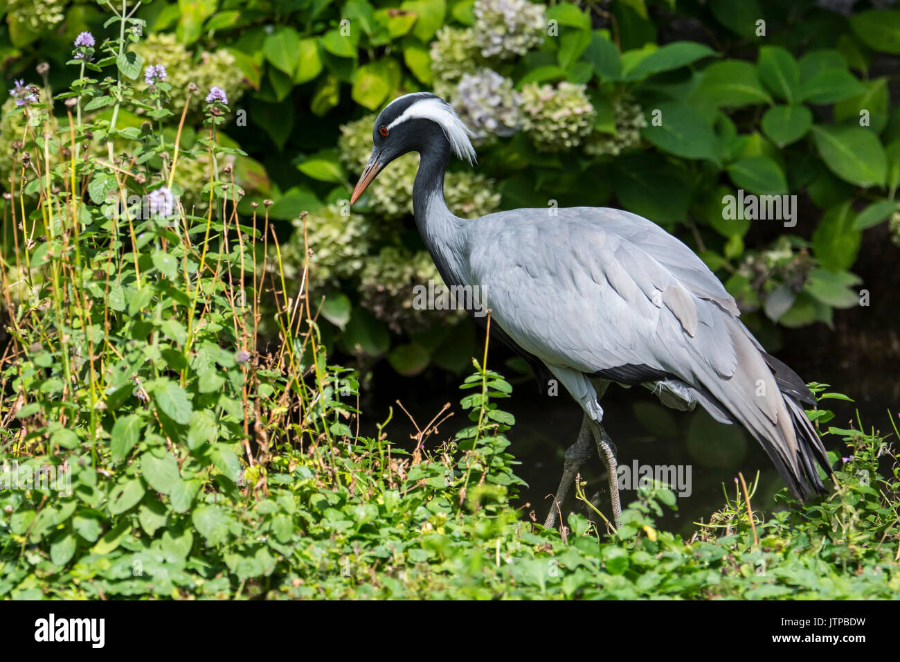 Grue demoiselle (Grus virgo) plus petite espèce de grue, originaire de l'Eurasie centrale, allant de la mer Noire jusqu'à la Mongolie et le nord-est de la Chine Banque D'Images