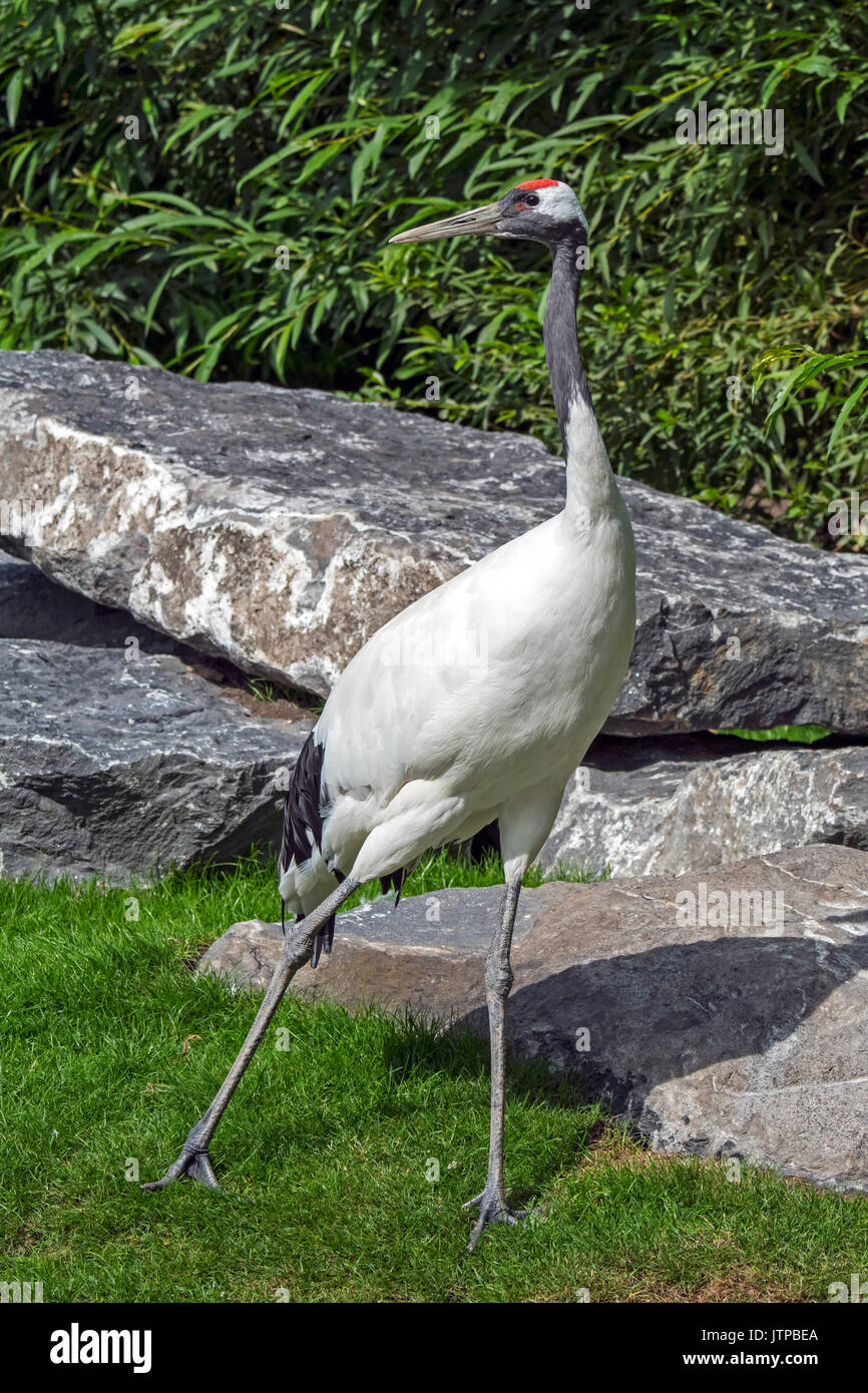 Grue à couronne rouge / japonais / Grue Grue de Mandchourie (Grus japonensis) originaire de la Sibérie et du nord-est de la Chine Banque D'Images