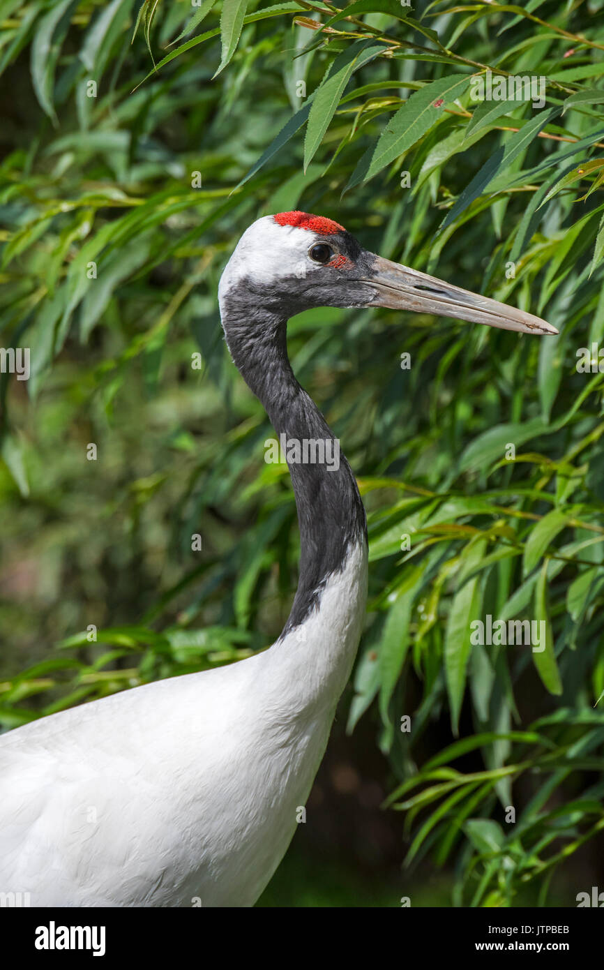 Grue à couronne rouge / japonais / Grue Grue de Mandchourie (Grus japonensis) originaire de la Sibérie et du nord-est de la Chine Banque D'Images