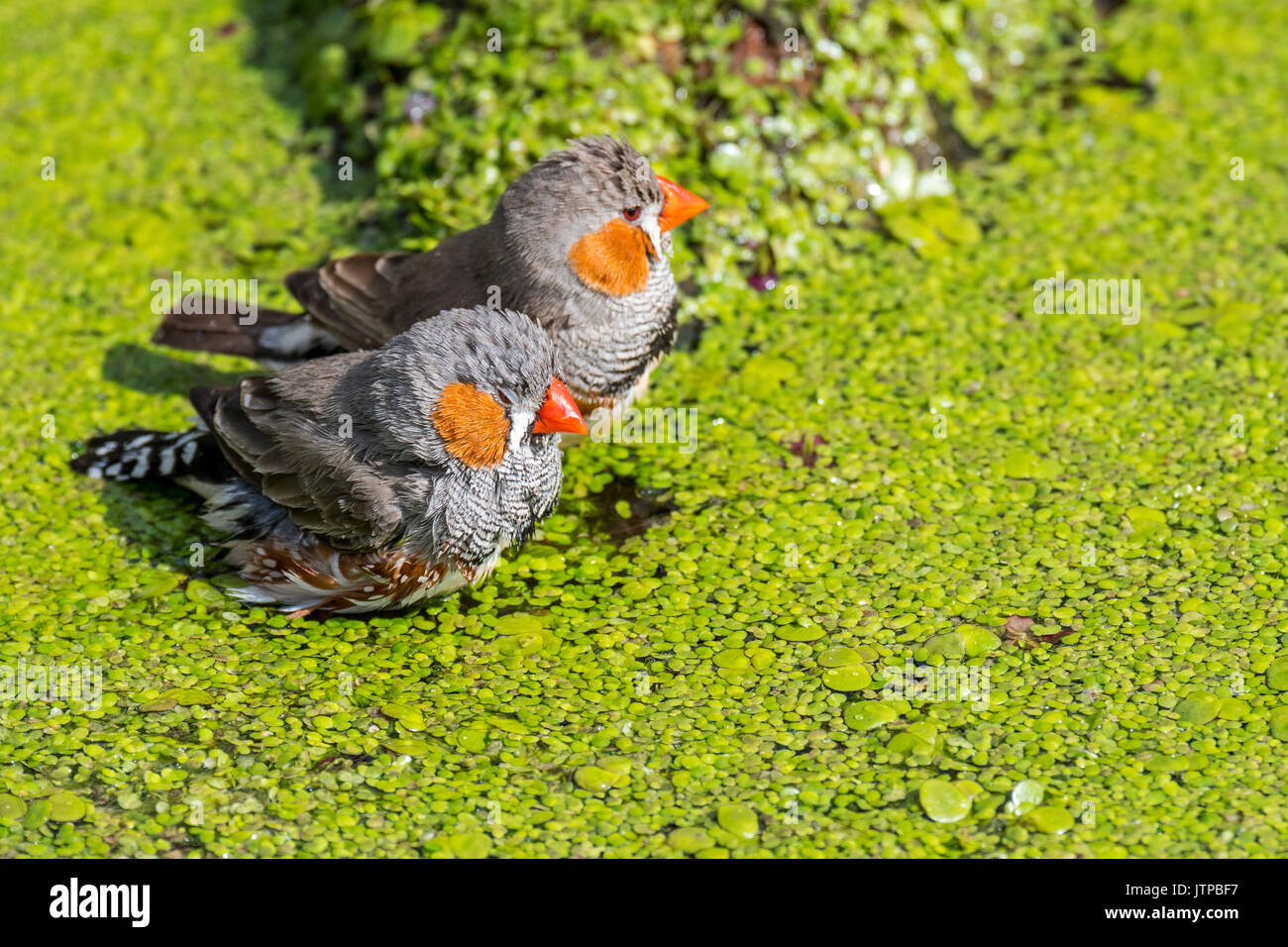 Deux hommes diamants mandarins (Taeniopygia guttata / Poephila guttata) originaire de l'Australie de prendre un bain et se rafraîchir dans l'eau de l'étang sur une chaude journée Banque D'Images