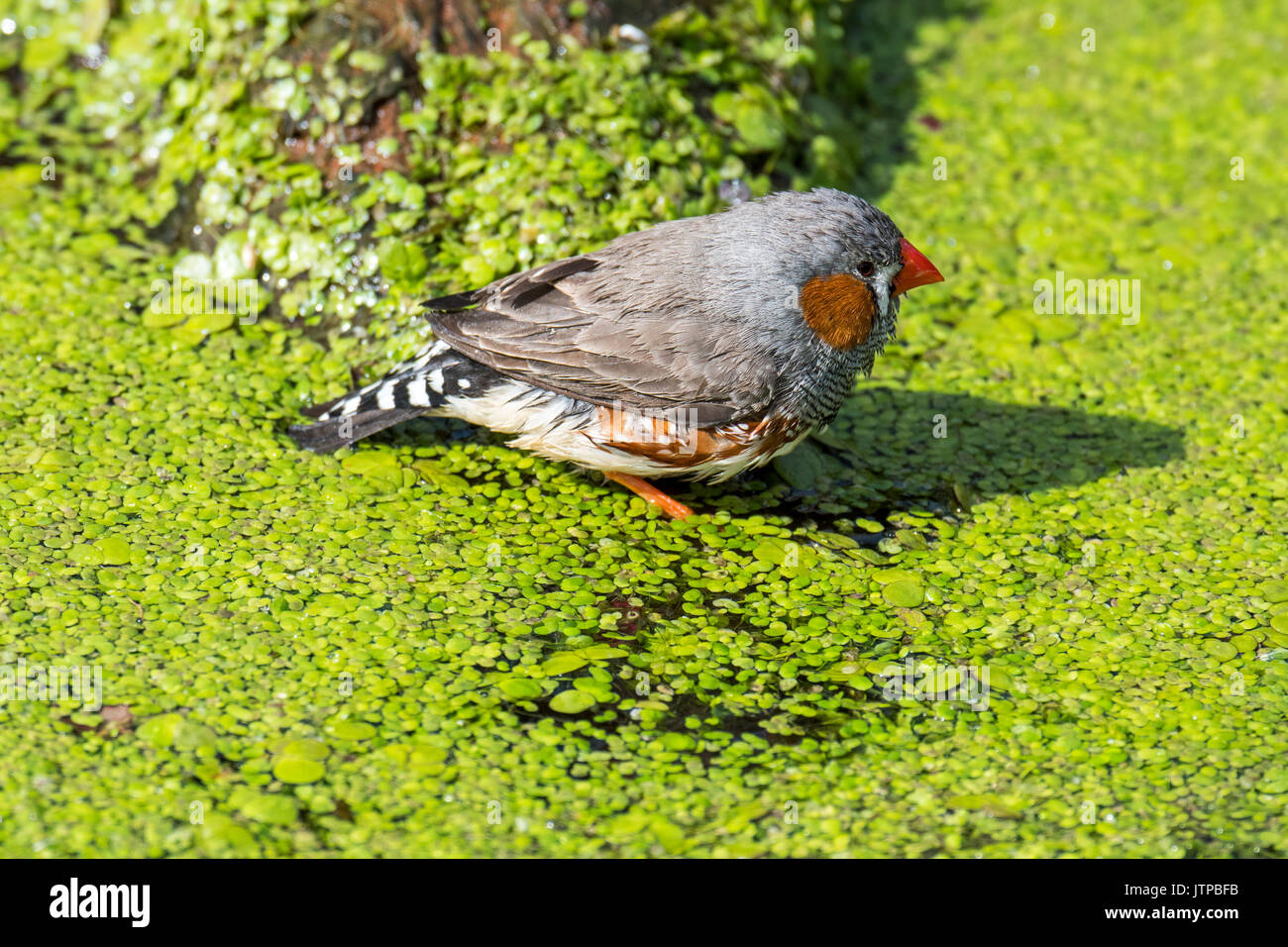 Diamant mandarin (Taeniopygia guttata / Poephila guttata) homme originaire de l'Australie venant pour un verre et de vous rafraîchir dans l'eau de l'étang sur une chaude journée Banque D'Images