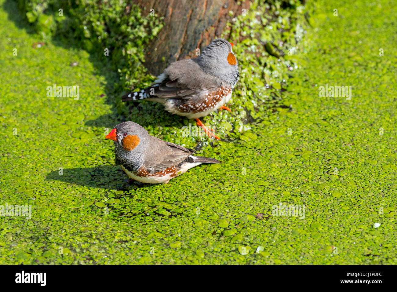 Deux hommes diamants mandarins (Taeniopygia guttata / Poephila guttata) originaire de l'Australie de prendre un bain et se rafraîchir dans l'eau de l'étang sur une chaude journée Banque D'Images