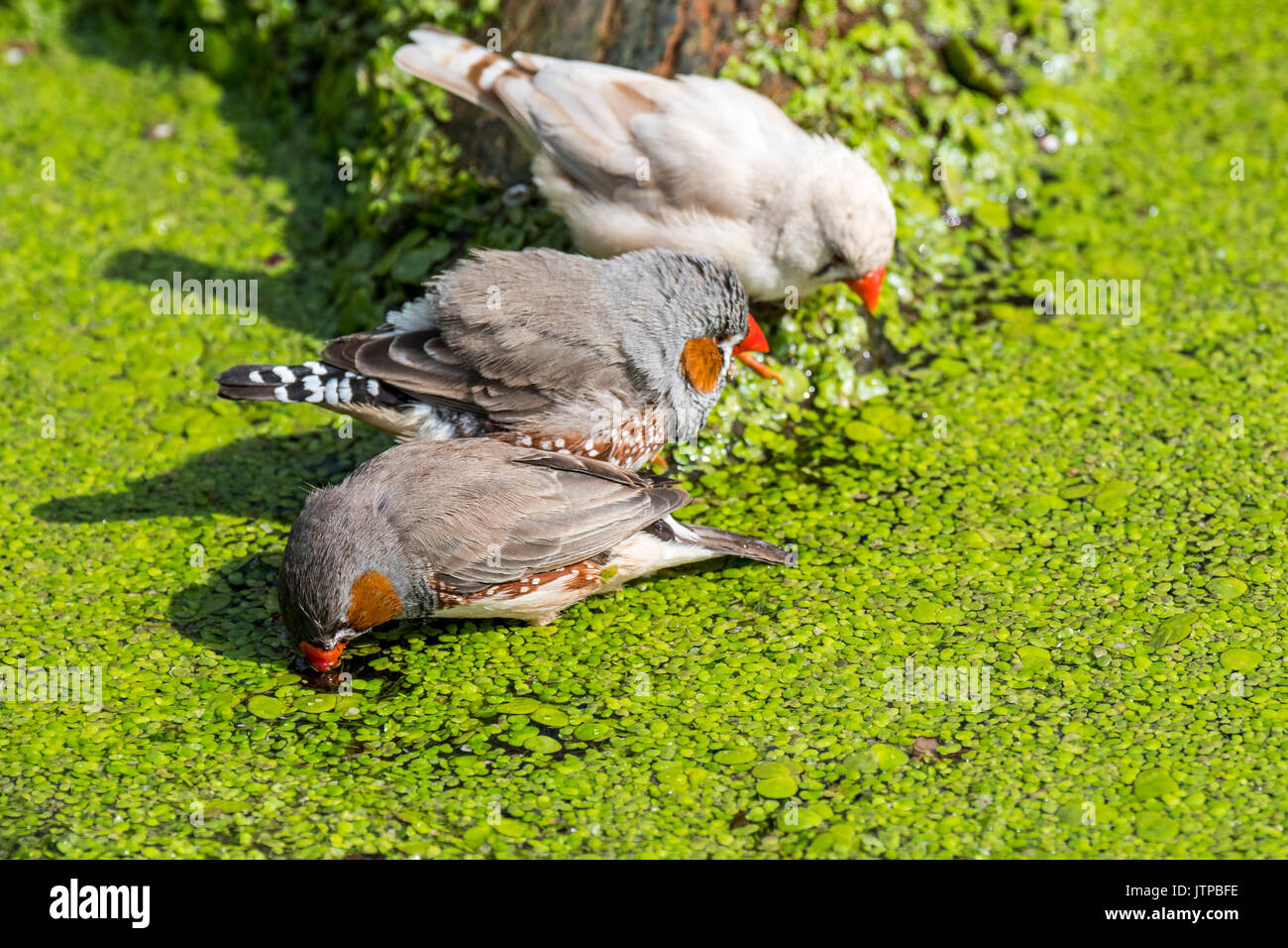 Trois diamants mandarins (Taeniopygia guttata / Poephila guttata) originaire de l'Australie en phase de refroidissement et l'eau potable de la pond sur une chaude journée Banque D'Images