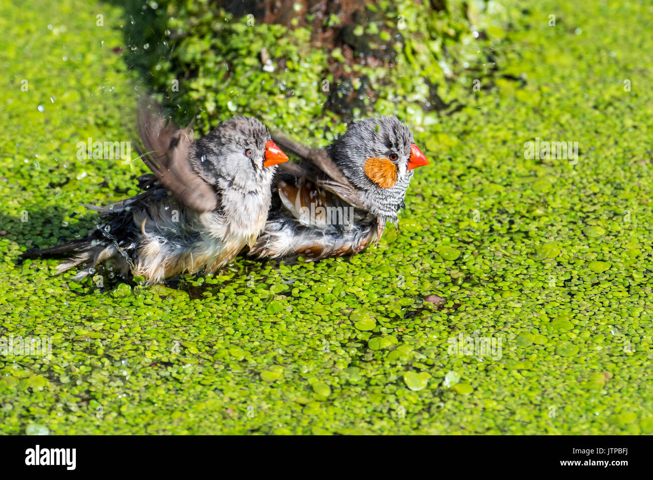 Diamant mandarin (Taeniopygia guttata / couple Poephila guttata) originaire de l'Australie et de baignade dans l'eau éclaboussant d'étang sur une chaude journée Banque D'Images