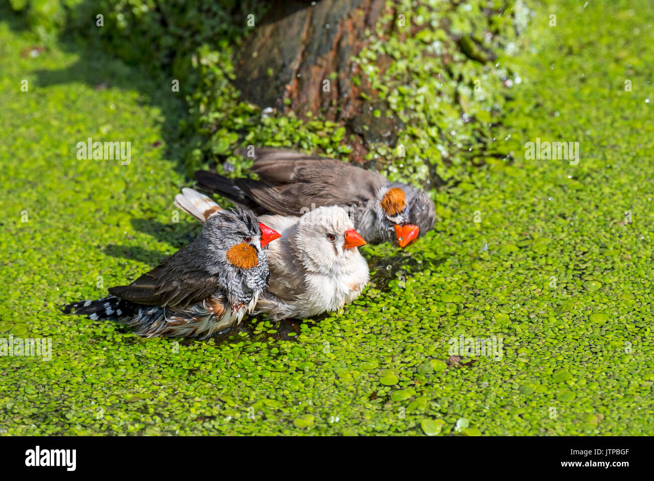 Trois diamants mandarins (Taeniopygia guttata / Poephila guttata) originaire de l'Australie et de baignade dans l'eau éclaboussant d'étang sur une chaude journée Banque D'Images