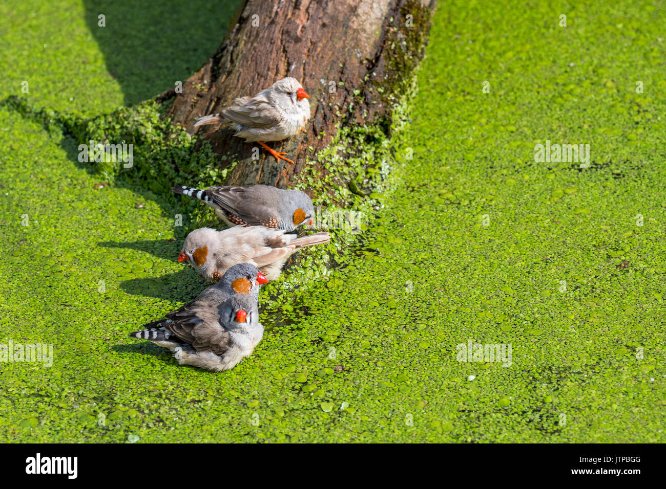 Homme et femme diamants mandarins (Taeniopygia guttata / Poephila guttata) originaire de l'Australie et de l'eau potable baignade de pond sur une chaude journée Banque D'Images