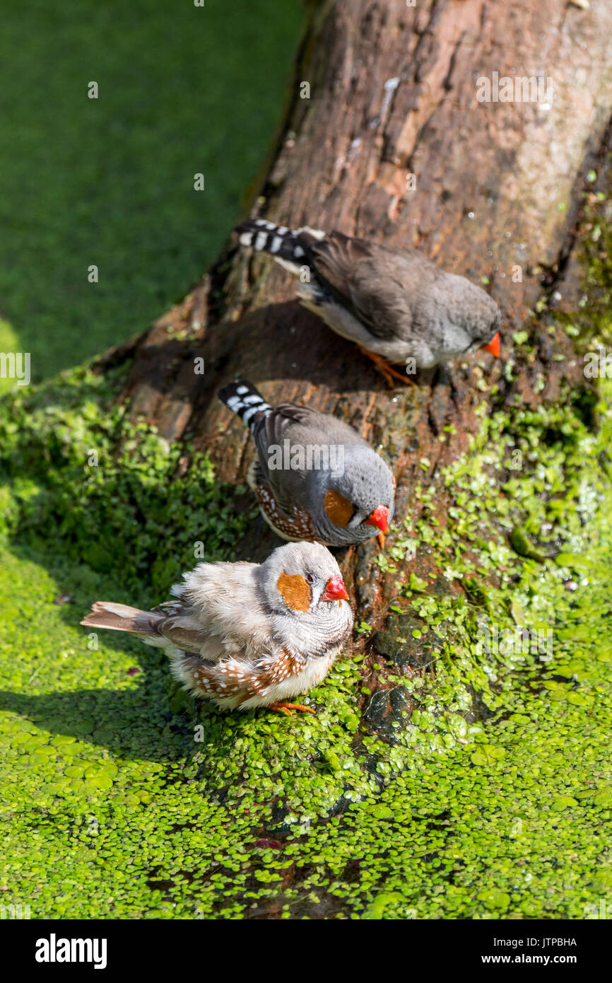 Homme et femme diamants mandarins (Taeniopygia guttata / Poephila guttata) originaire de l'Australie venant de boire de l'eau de l'étang sur une chaude journée Banque D'Images