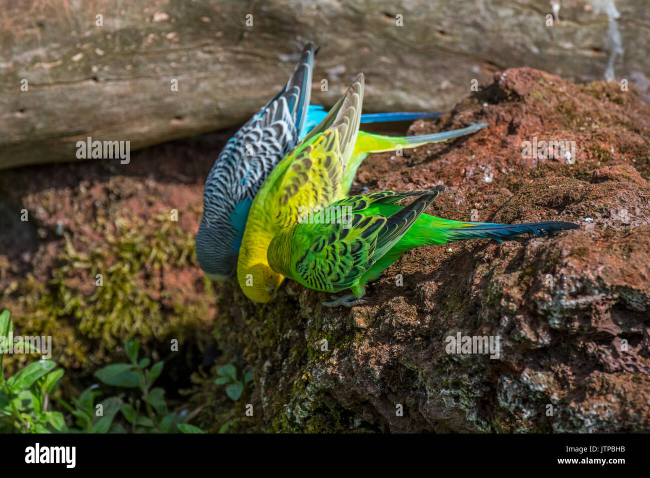 La perruche ondulée de couleur / / perruches perruches commun (Melopsittacus undulatus) originaire de l'Australie de manger les minéraux de rock Banque D'Images