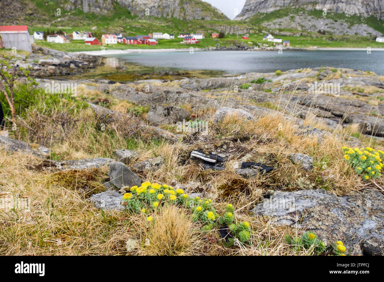 Rocky seashore la floraison de la végétation (rhodiole Rhodiola rosea) Rose-Root (Sedum rosea) sur l'île de Sanna, Traena, Nordland, Norvège, Scandinavie Banque D'Images